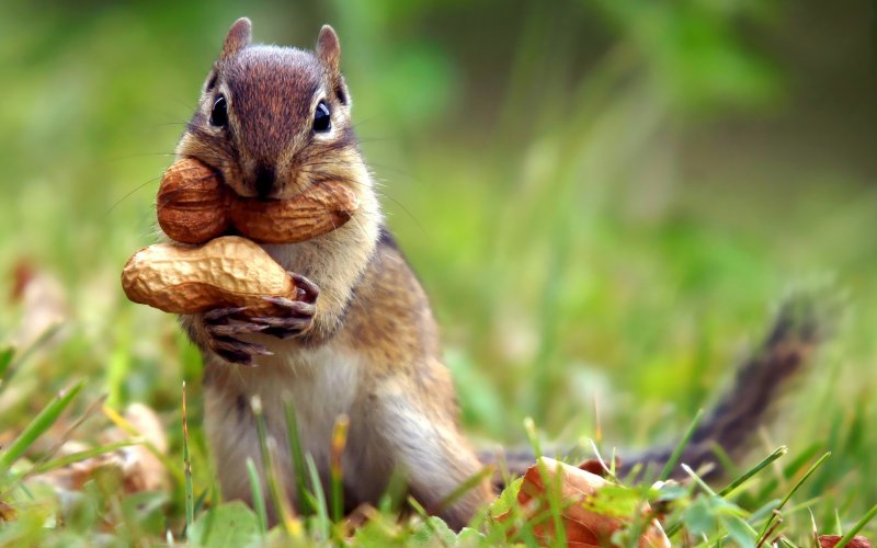 Squirrel Wallpapers HD Pictures One HD Wallpaper Pictures