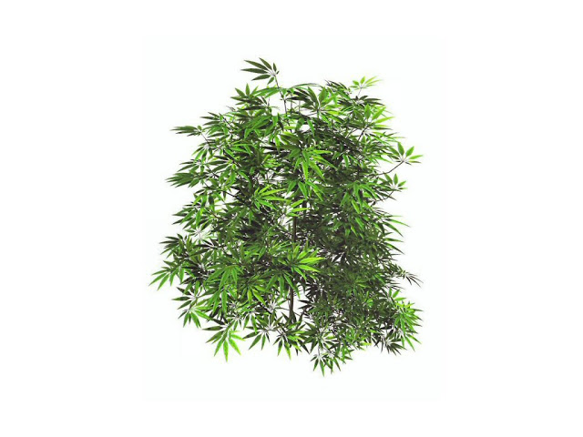 Cannabis Wallpaper Plant