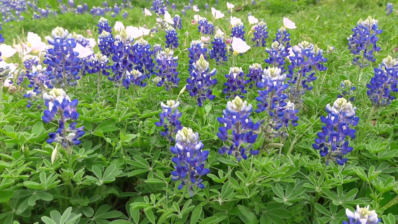 Hour Of Texas Bluebons Flowers Video Wallpaper