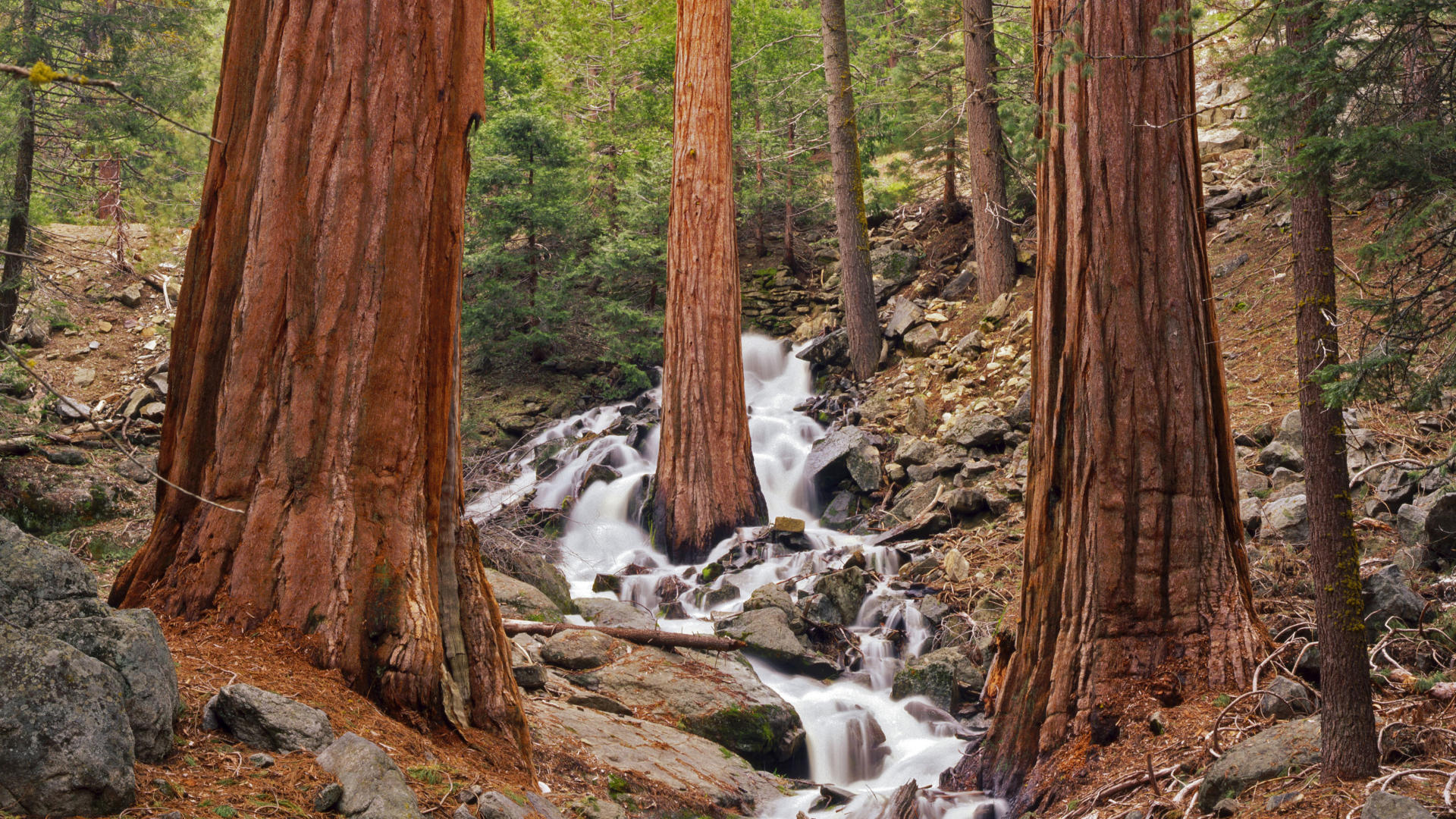 Sequoia National Park HD Wallpaper