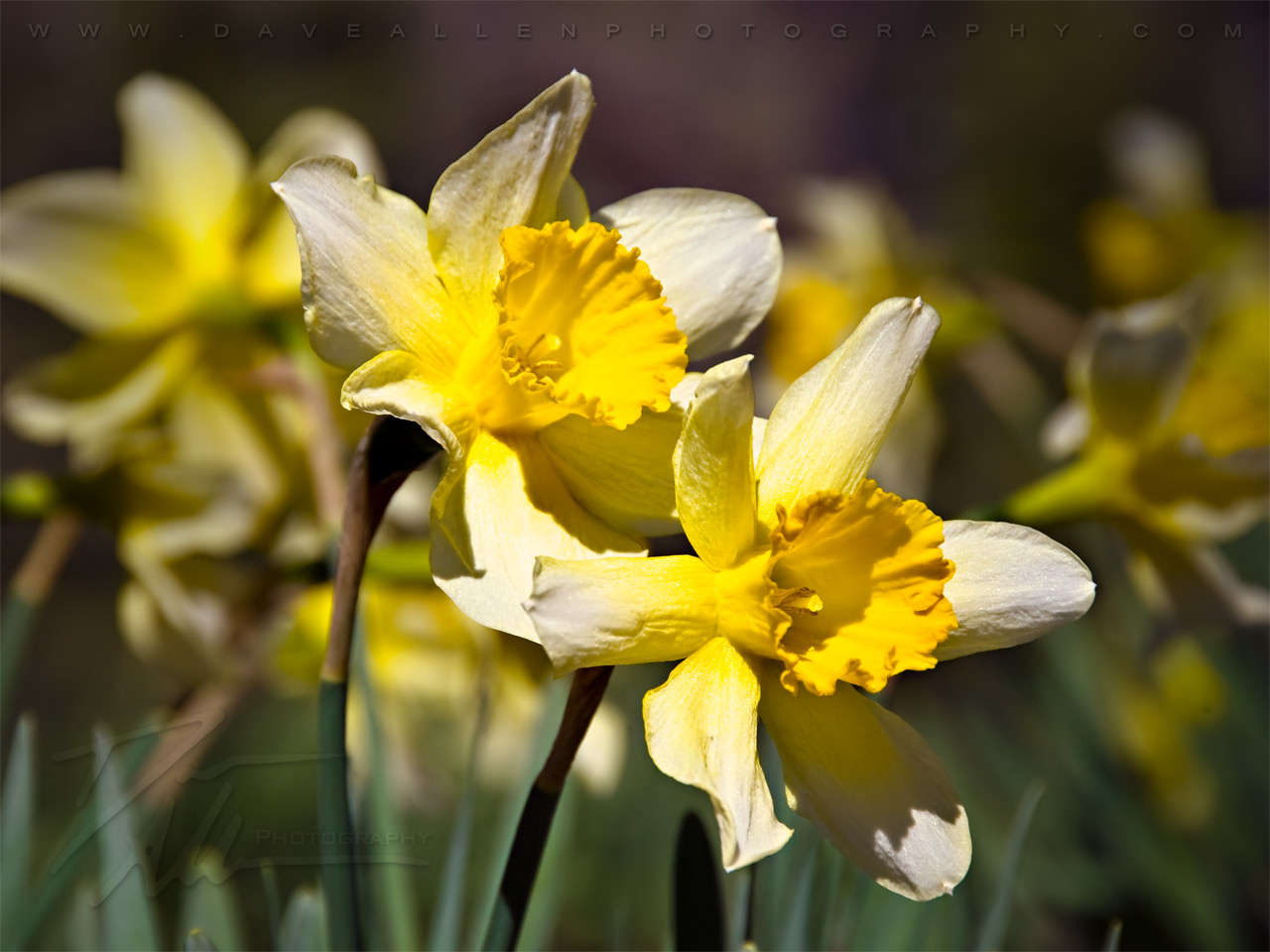 Early Spring Twin Daffodils   Free Flower Wallpaper Image