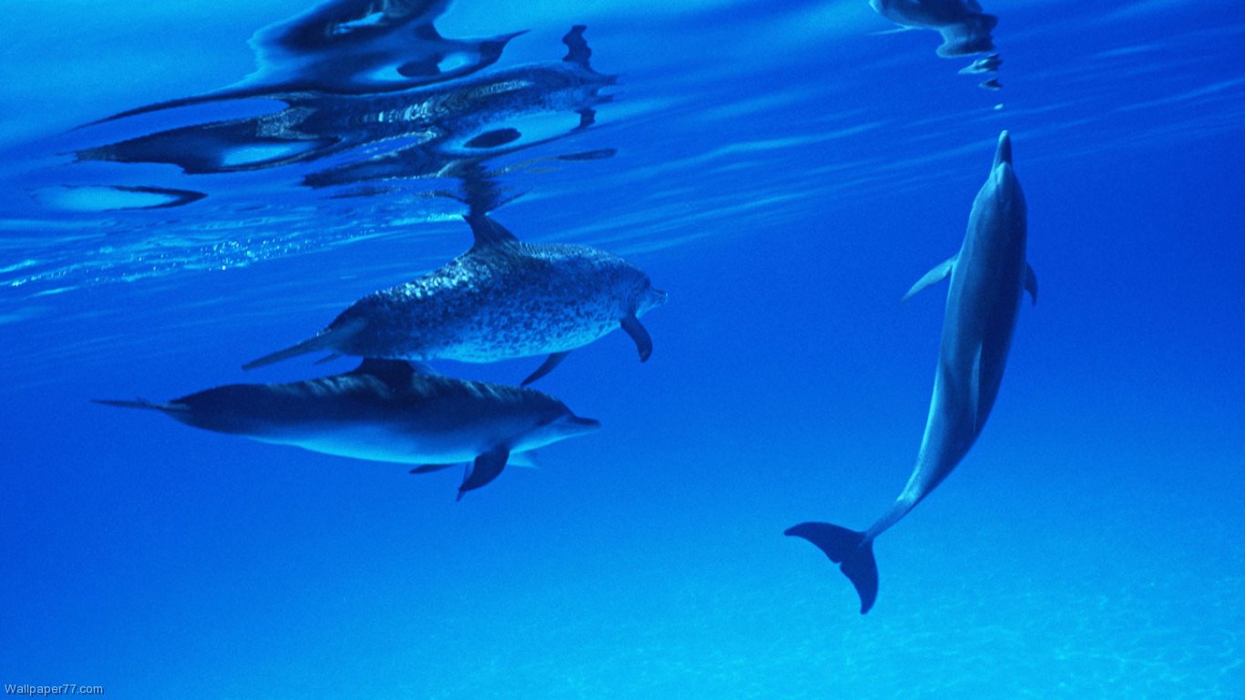 Dolphin Pool Pixels Wallpaper Tagged Mammal