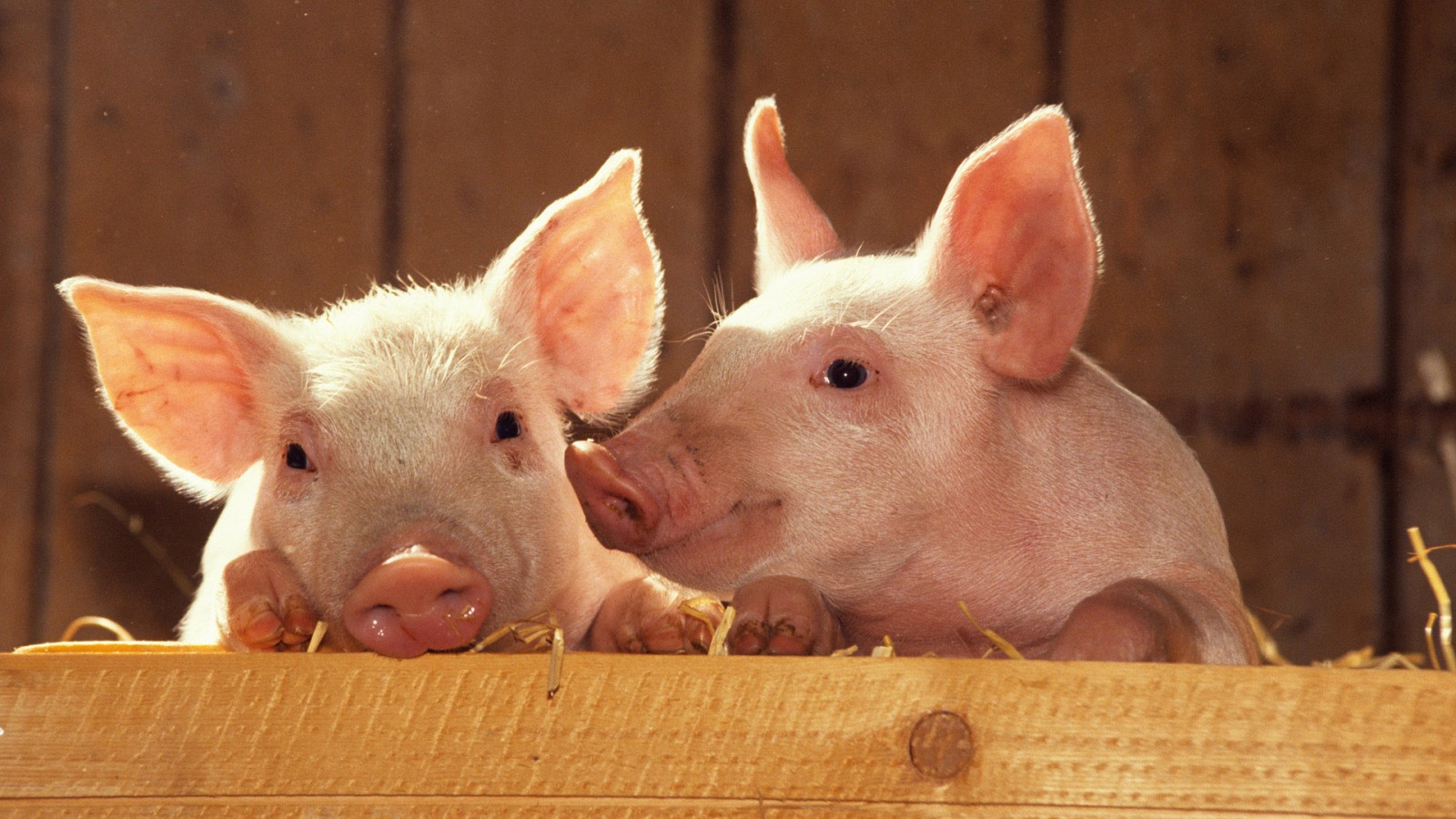 Animal Pig Pigs Cute Wallpaper
