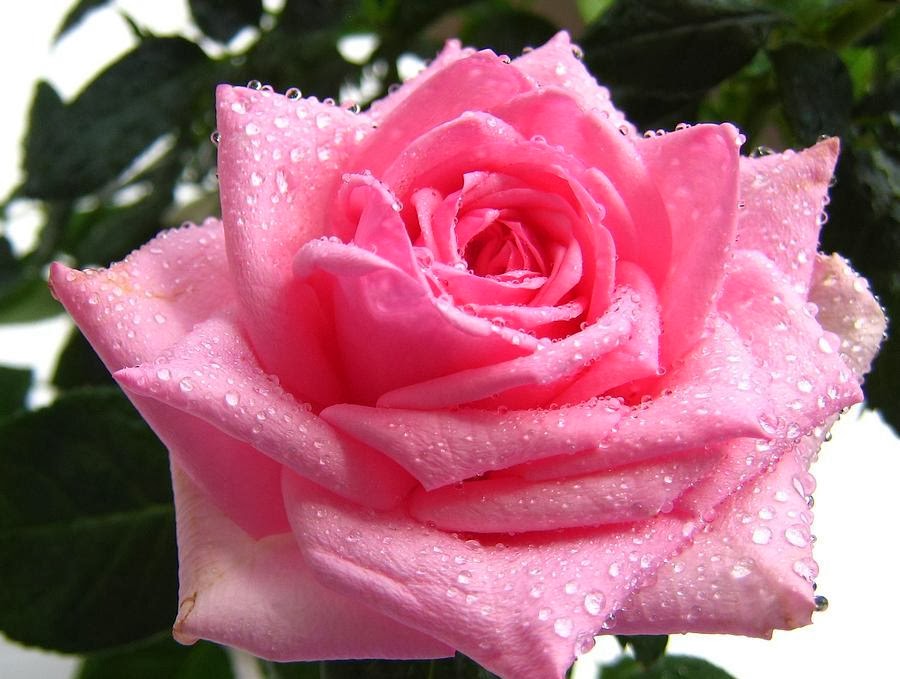 Pink Rose With Water Drops Wallpaper 3d water drop on pink rose hd