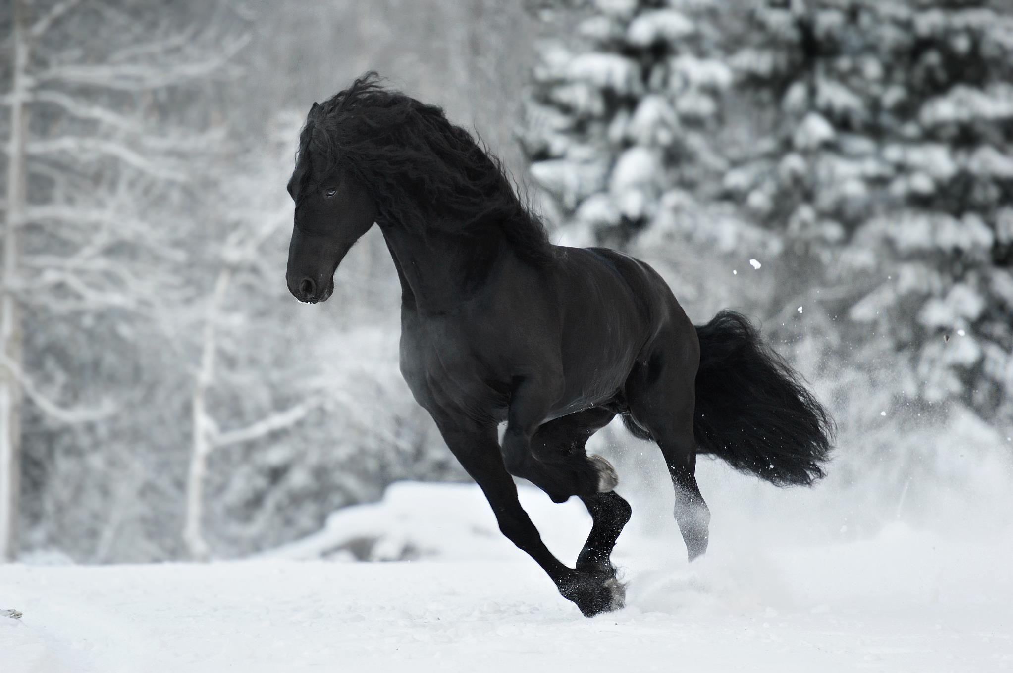 Ren On Beautiful Animals Horses Stallion