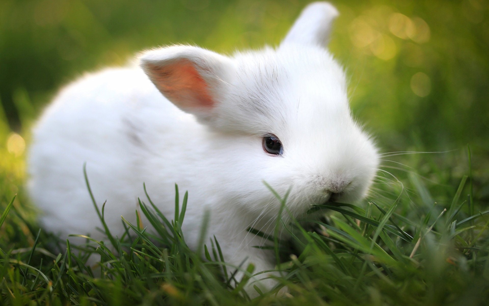 White Rabbit Baby Widescreen HD Desktop Backgrounds Wallpapers
