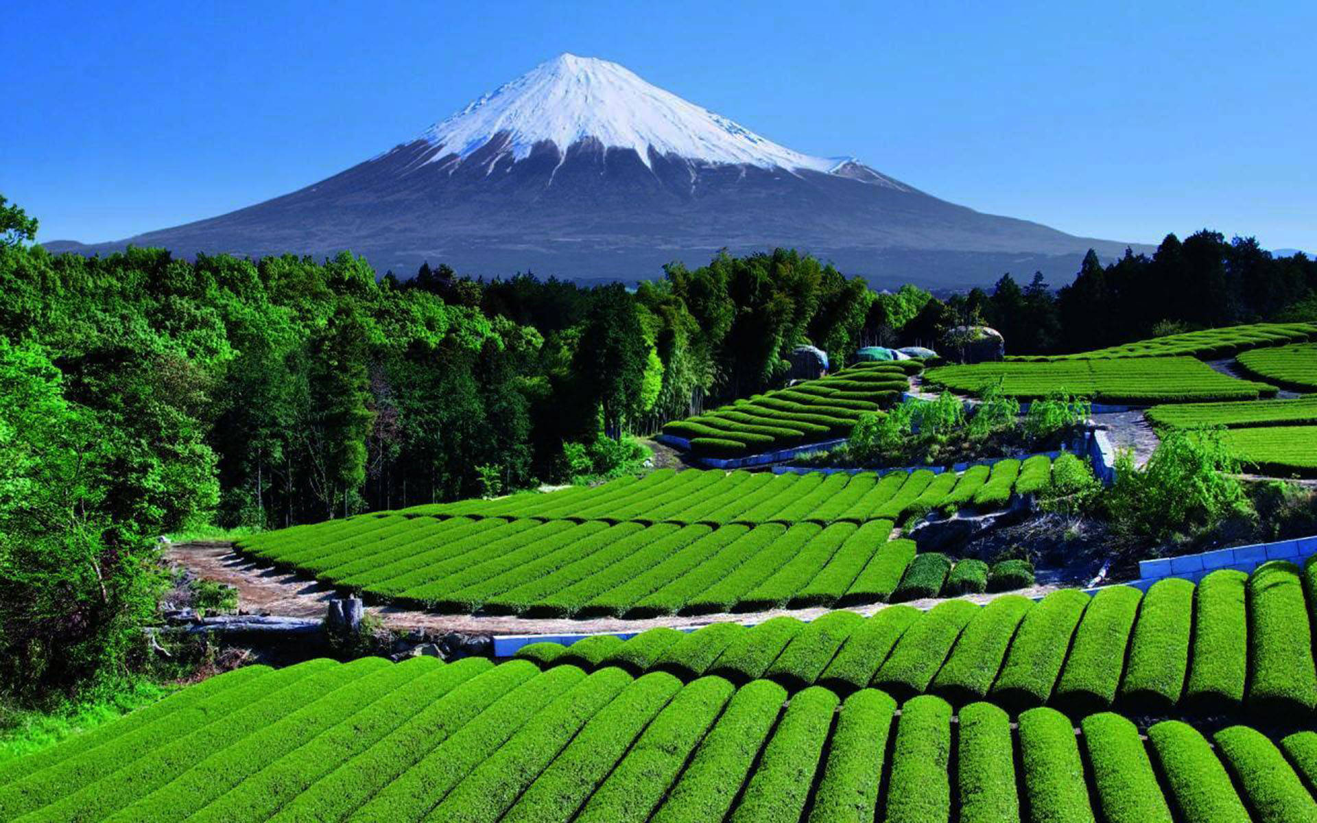 Tea Garden Wallpaper