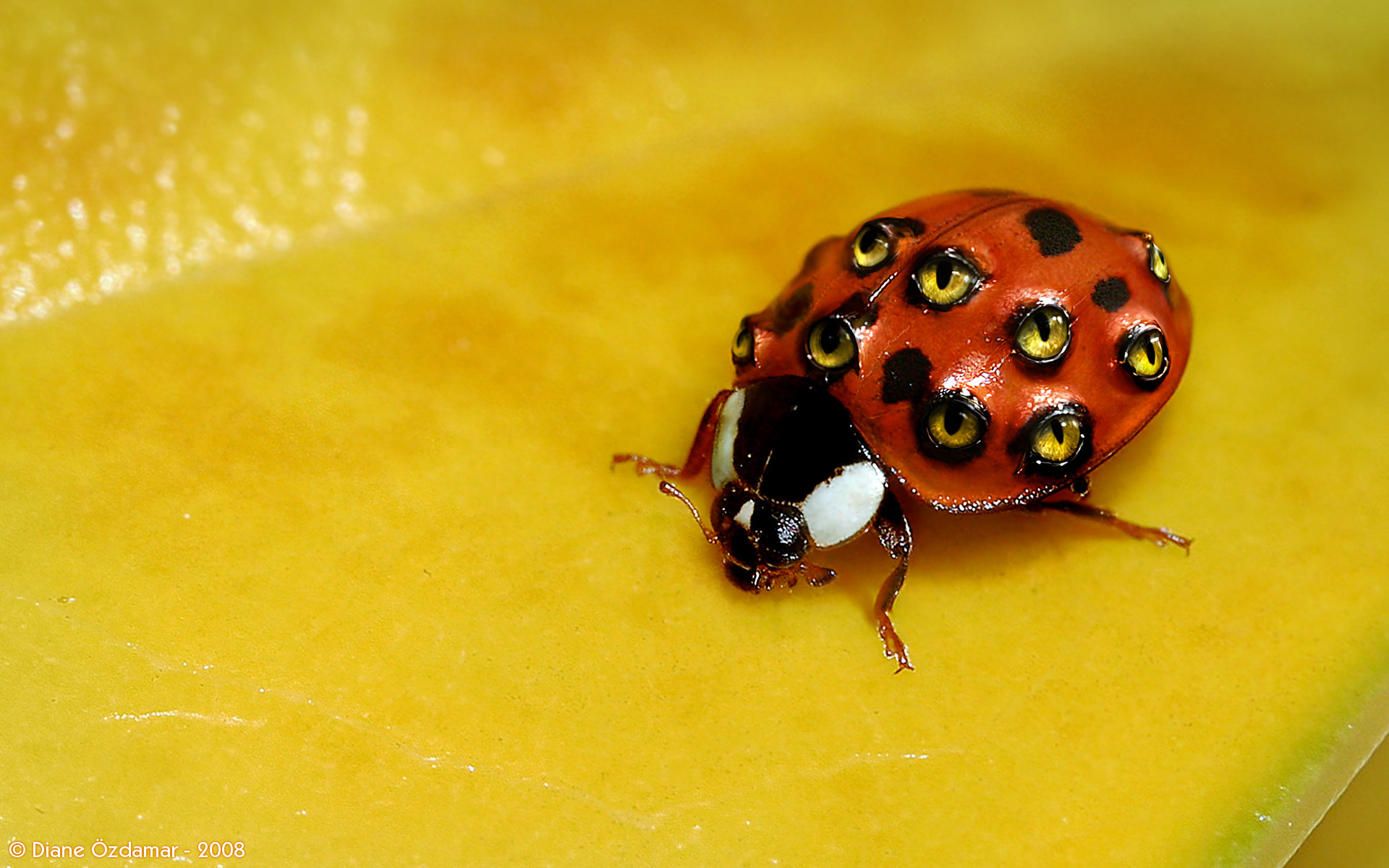 Weird Wallpaper Ladybug Background Desktop