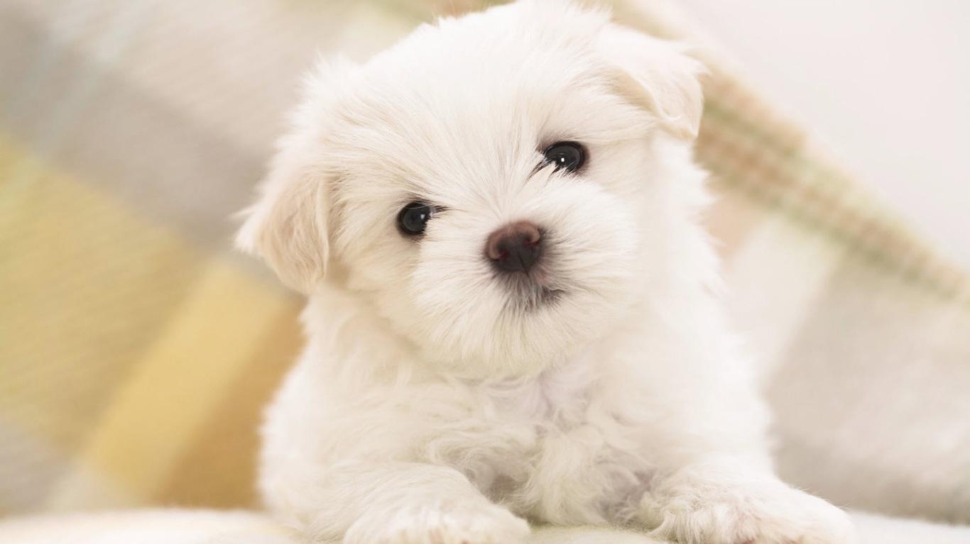 Maltese Puppy Cute White HD Dog Wallpaper