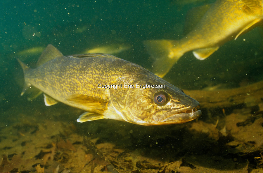 Walleye Wallpaper Gallery For Pictures