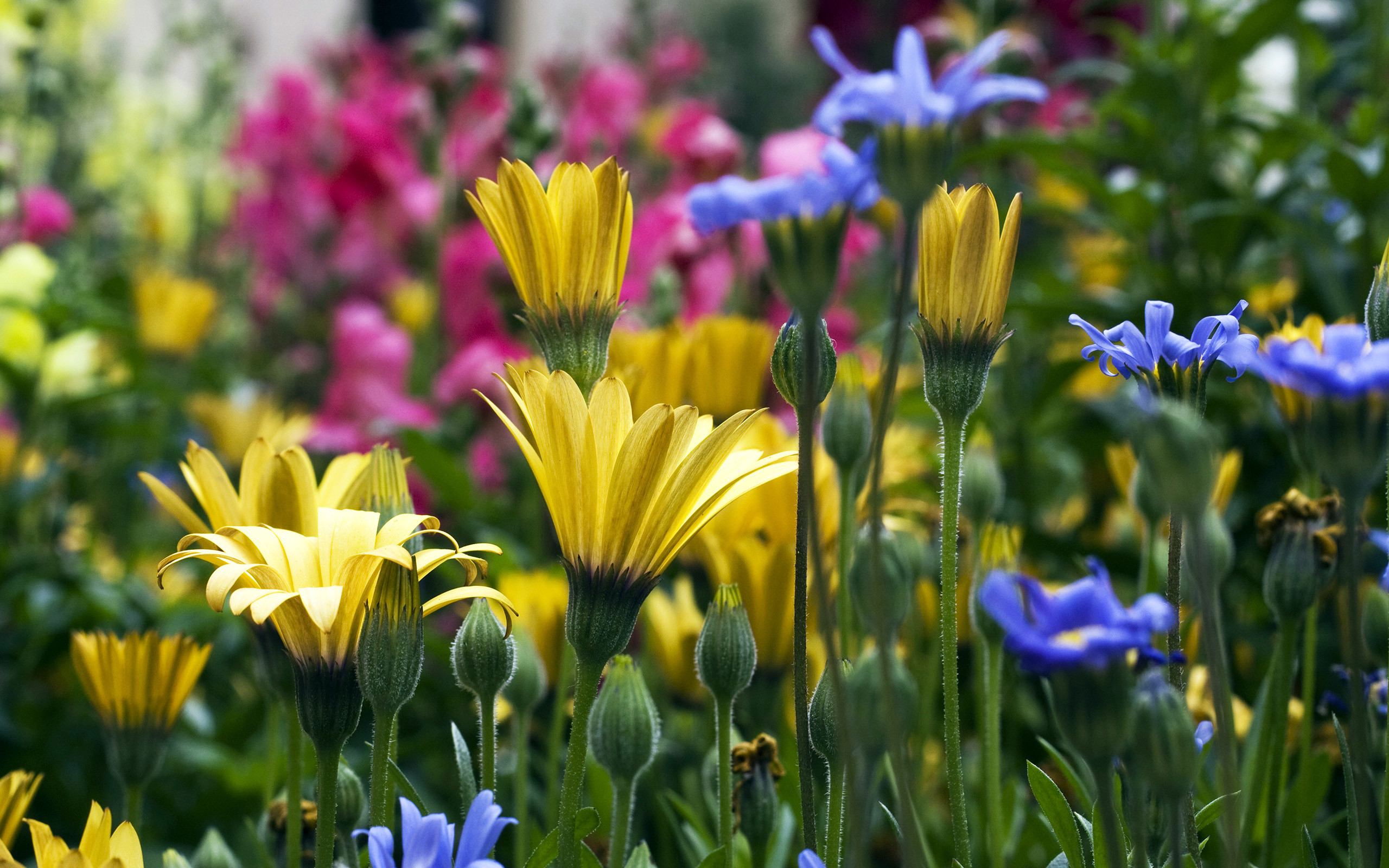 Wildflower Wallpaper Desktop