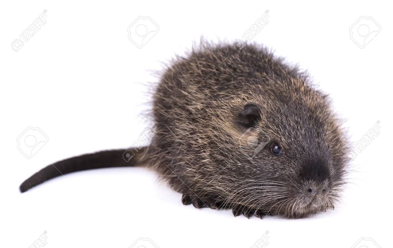 Baby Nutria Isolated On White Background One Brown Coypu
