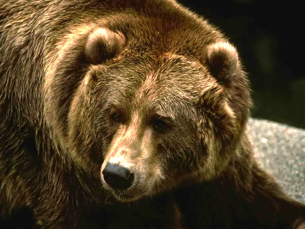 Grizzly Bear Wallpaper Wild Big