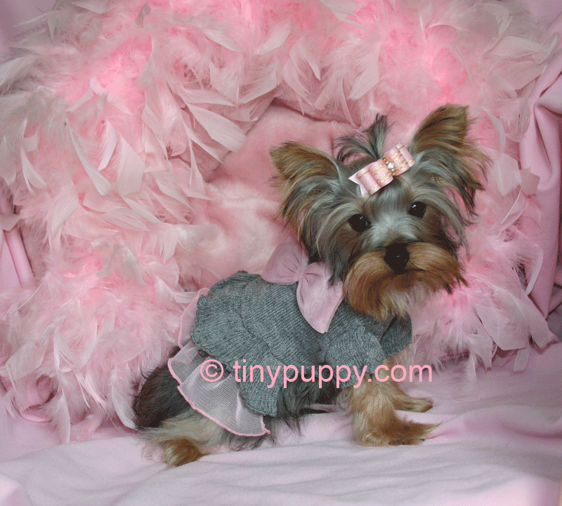 Teacup Yorkie Dogs Yorkshire Terriers Hairstyles Ideas Auto Design