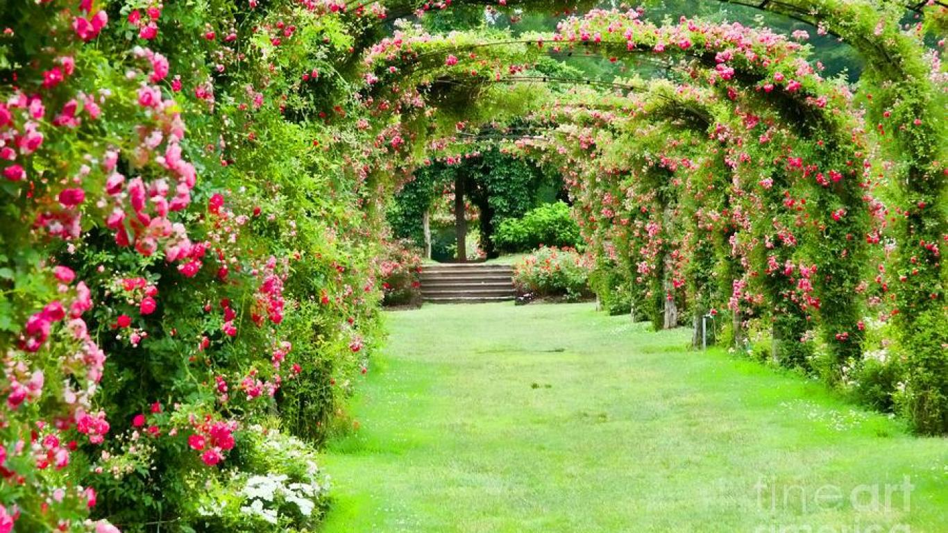 Rose Garden Wallpaper HD