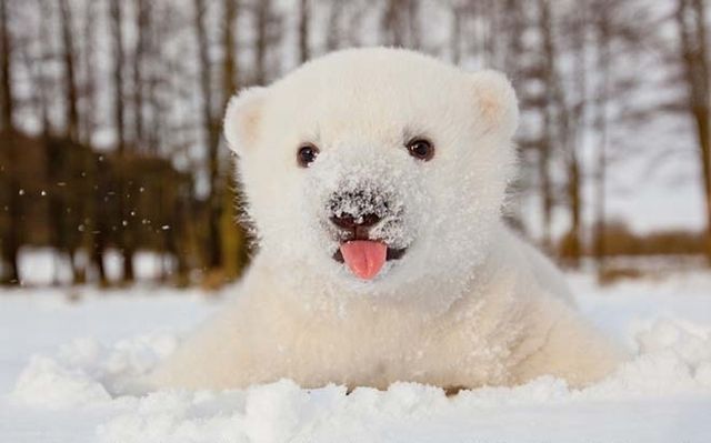 Pictures Of This Baby Polar Bear Will Melt Your Heart We Rule The