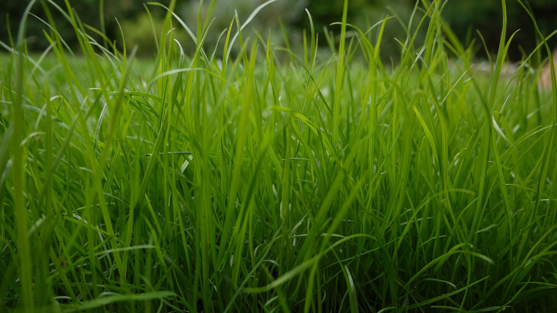 Green Wallpaper Grass Image