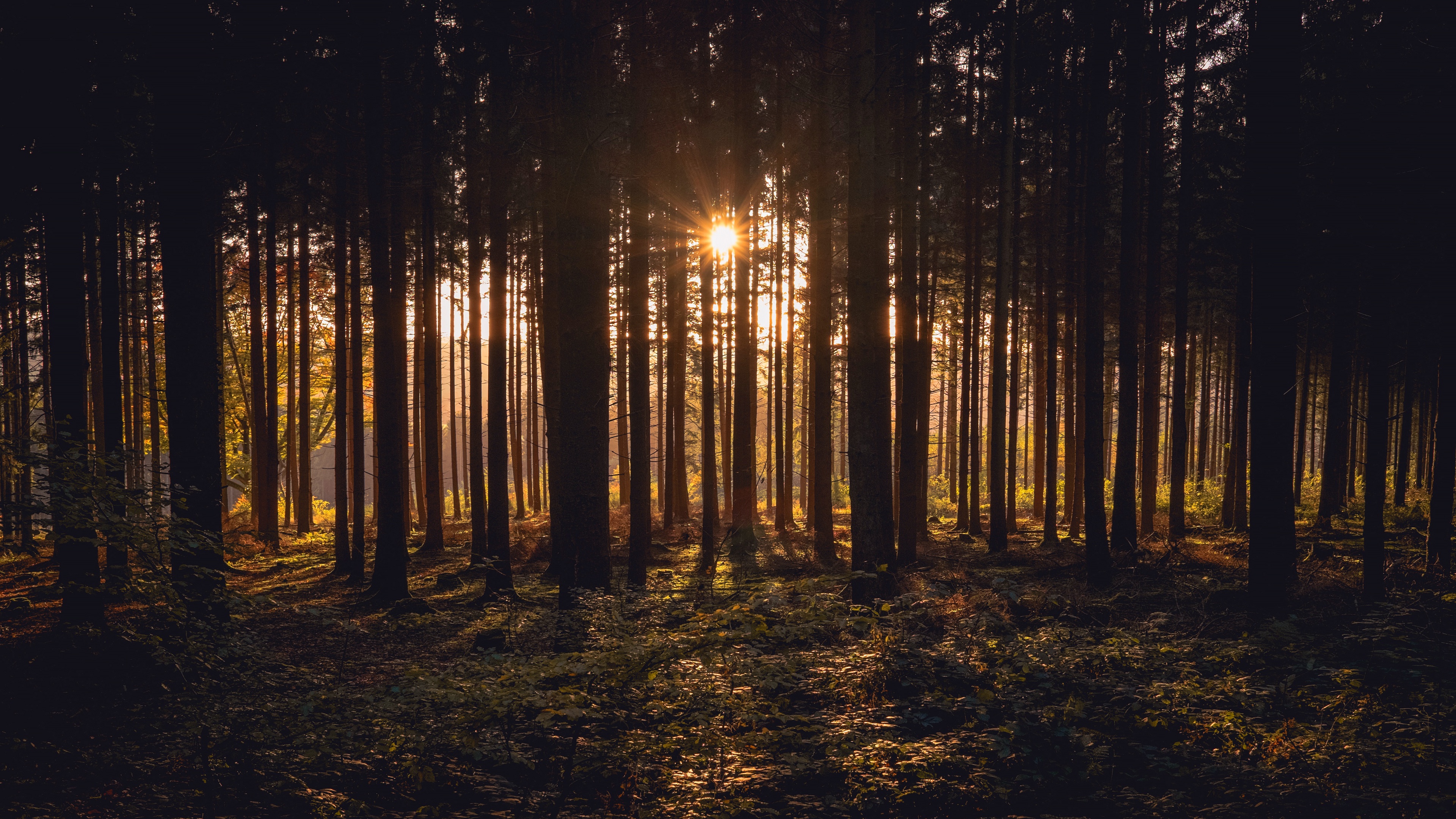 Sunlight Nature Forest 4k Ultra Hd Wallpaper