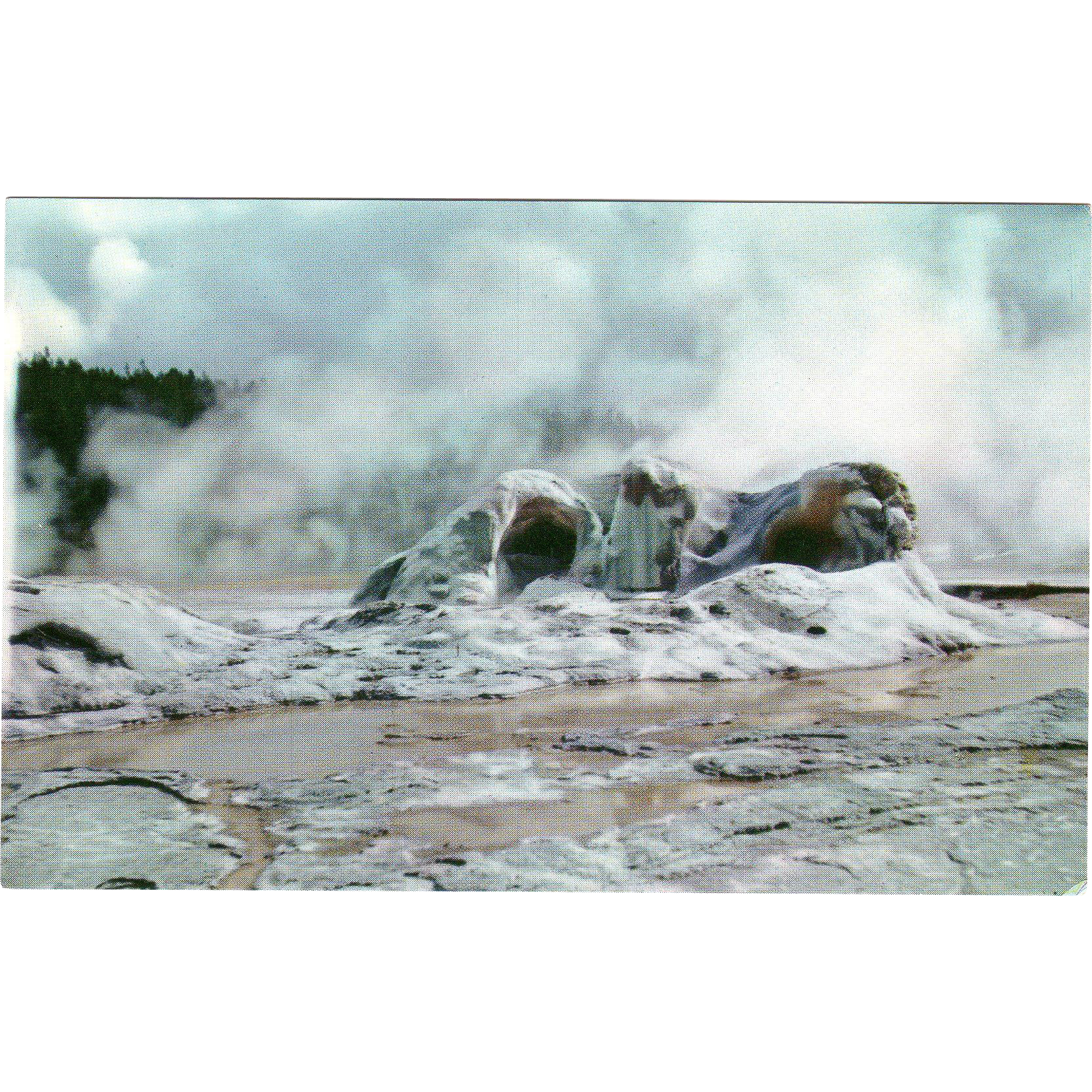 Grotto Geyser Cone Yellowstone National Park Wy Wyoming Vintage From