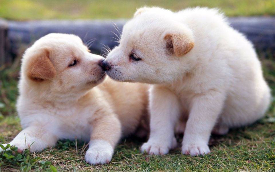 Free download to Images of the Cutest Puppies and Dogs in The ...