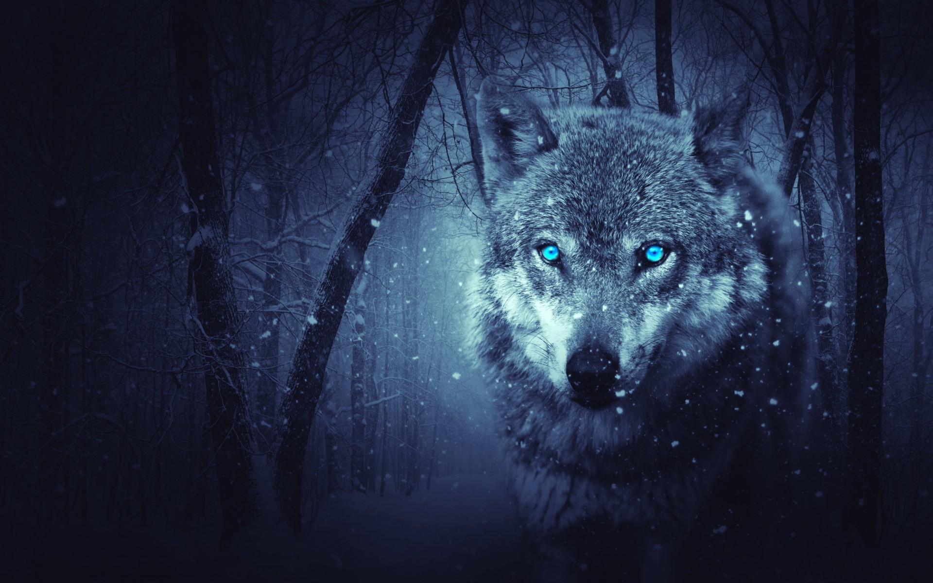 4k Wolf Wallpaper