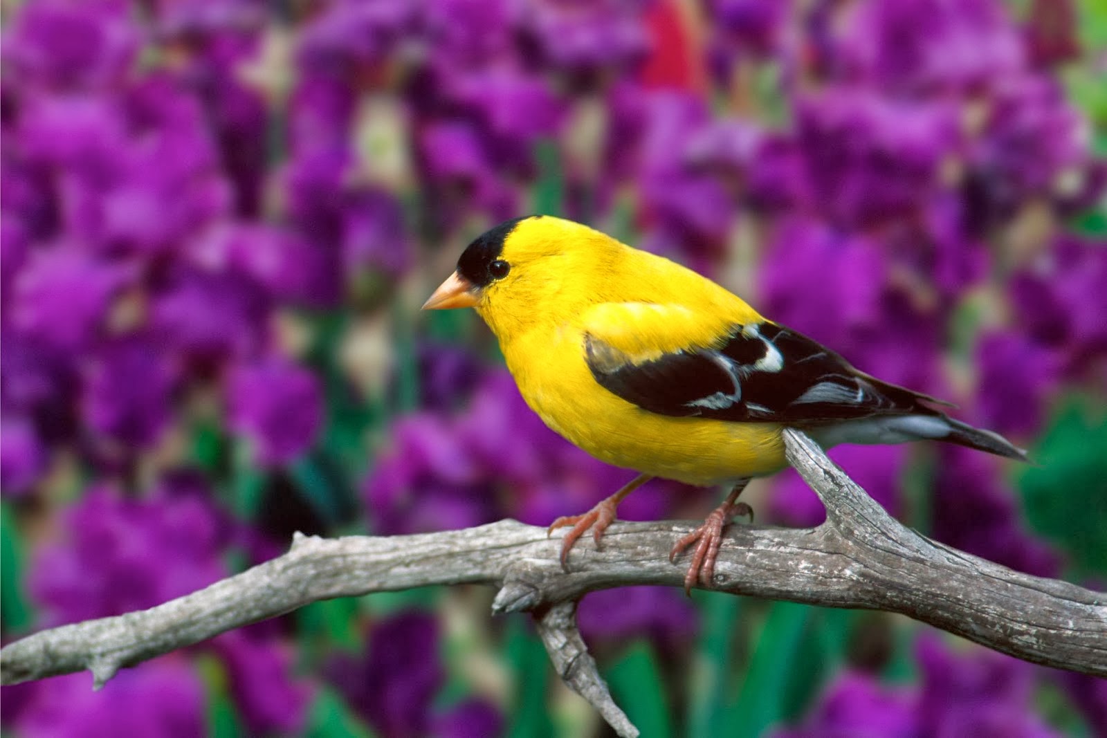 Free HD Desktop Wallpapers Download Beautiful Birds Wallpapers