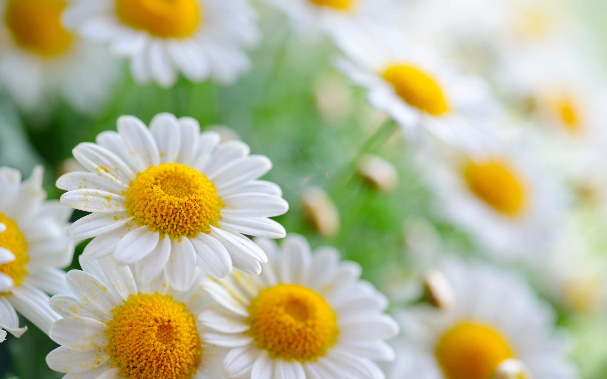 Daisy Flower Wallpaper