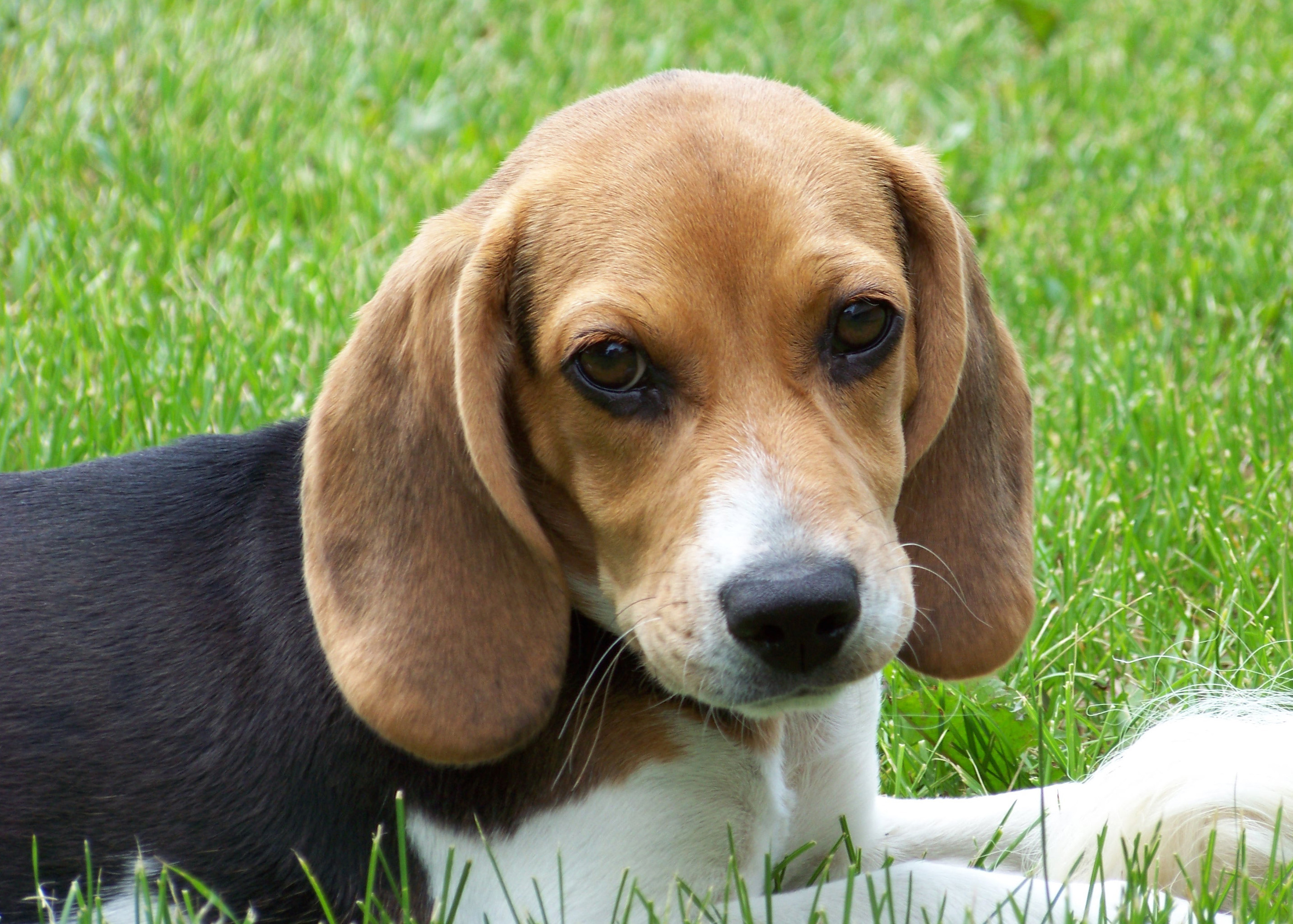 File Cute Beagle Puppy Lilly Jpg Wikipedia The Encyclopedia