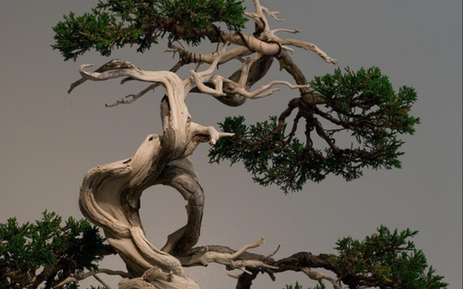 Bonsai Wallpaper High Quality And Resolution