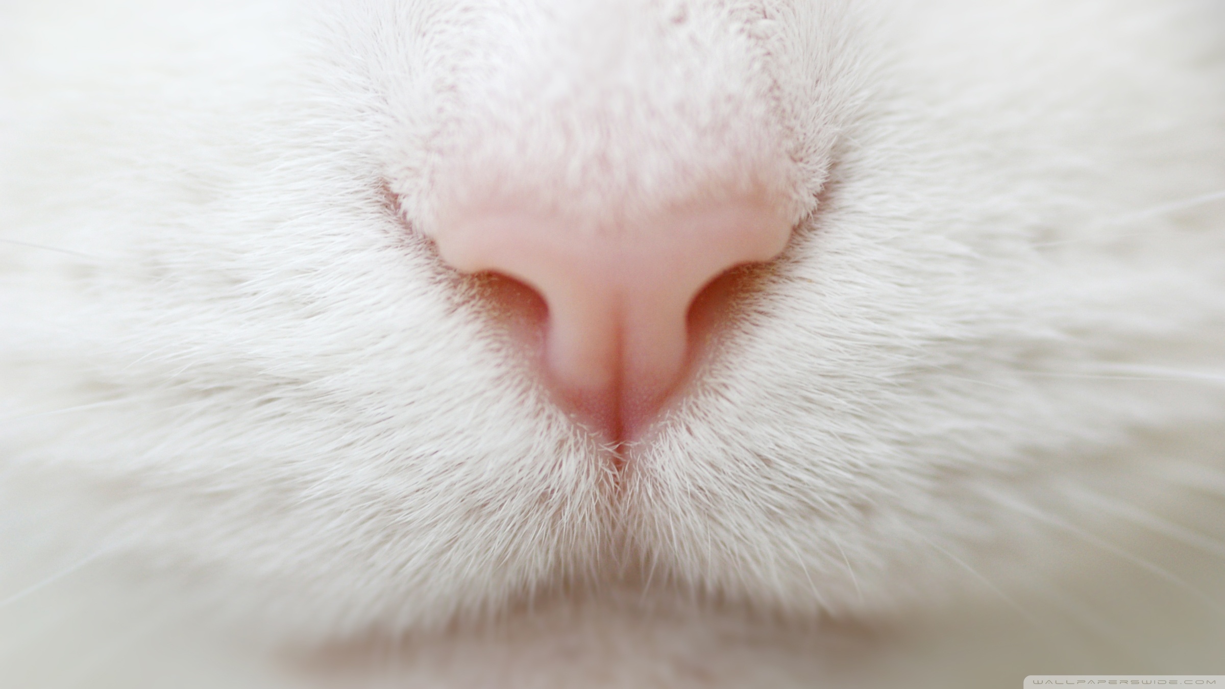 Cat Nose Ultra HD Desktop Background Wallpaper For 4k UHD Tv