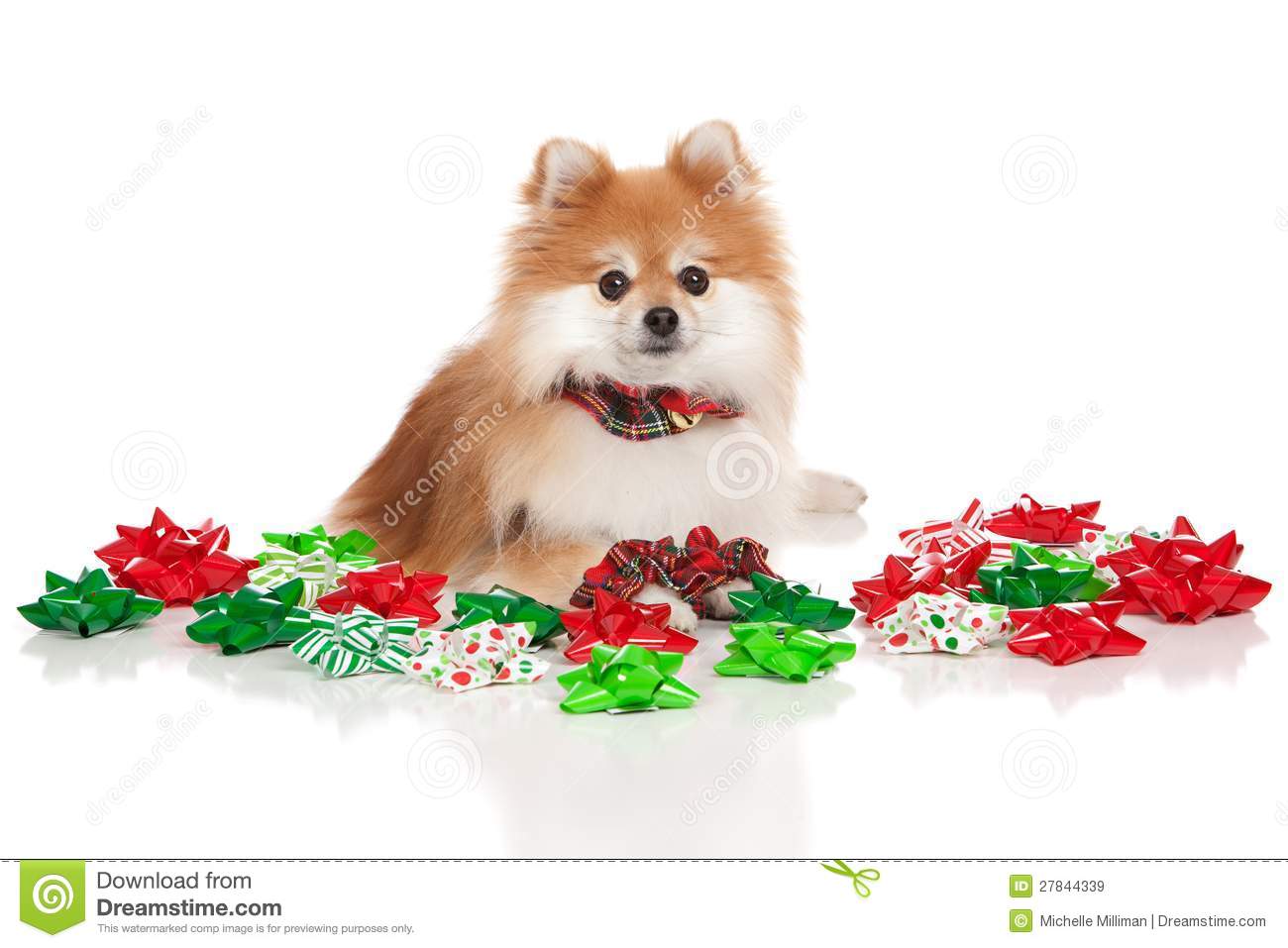 Pomeranian Santa Christmas