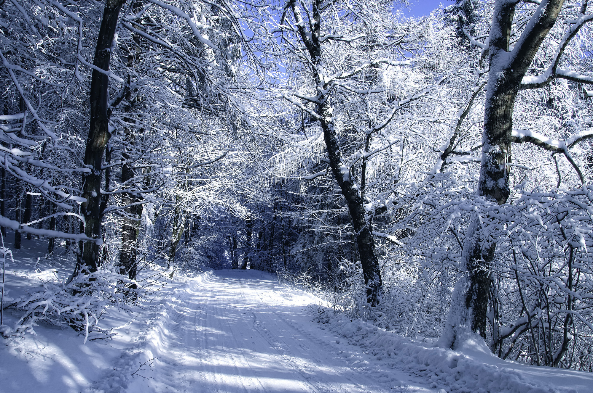 Trees Frost Forest Road Snow Winter Wallpaper Background