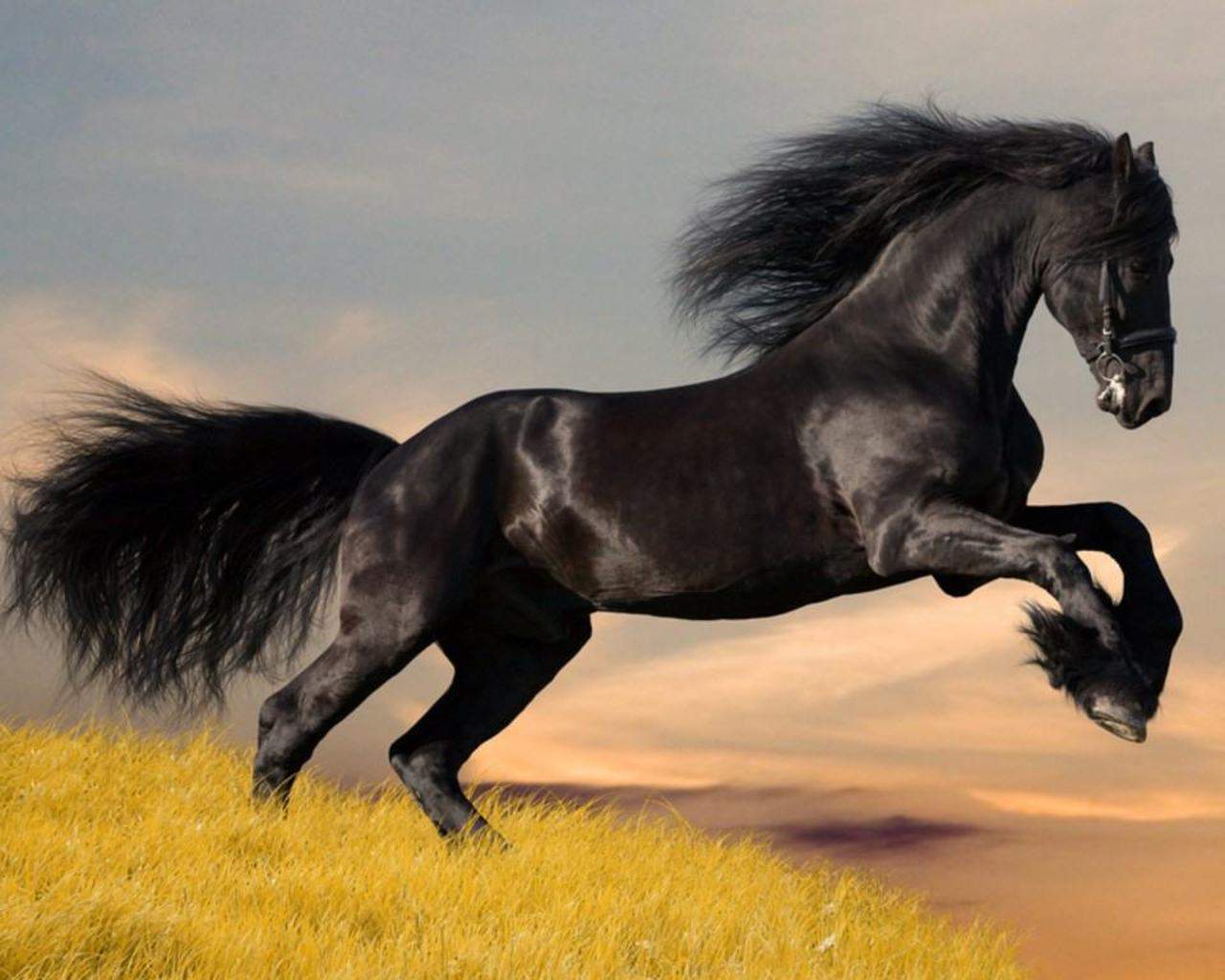 Awesome Horse Image Wallpaper On