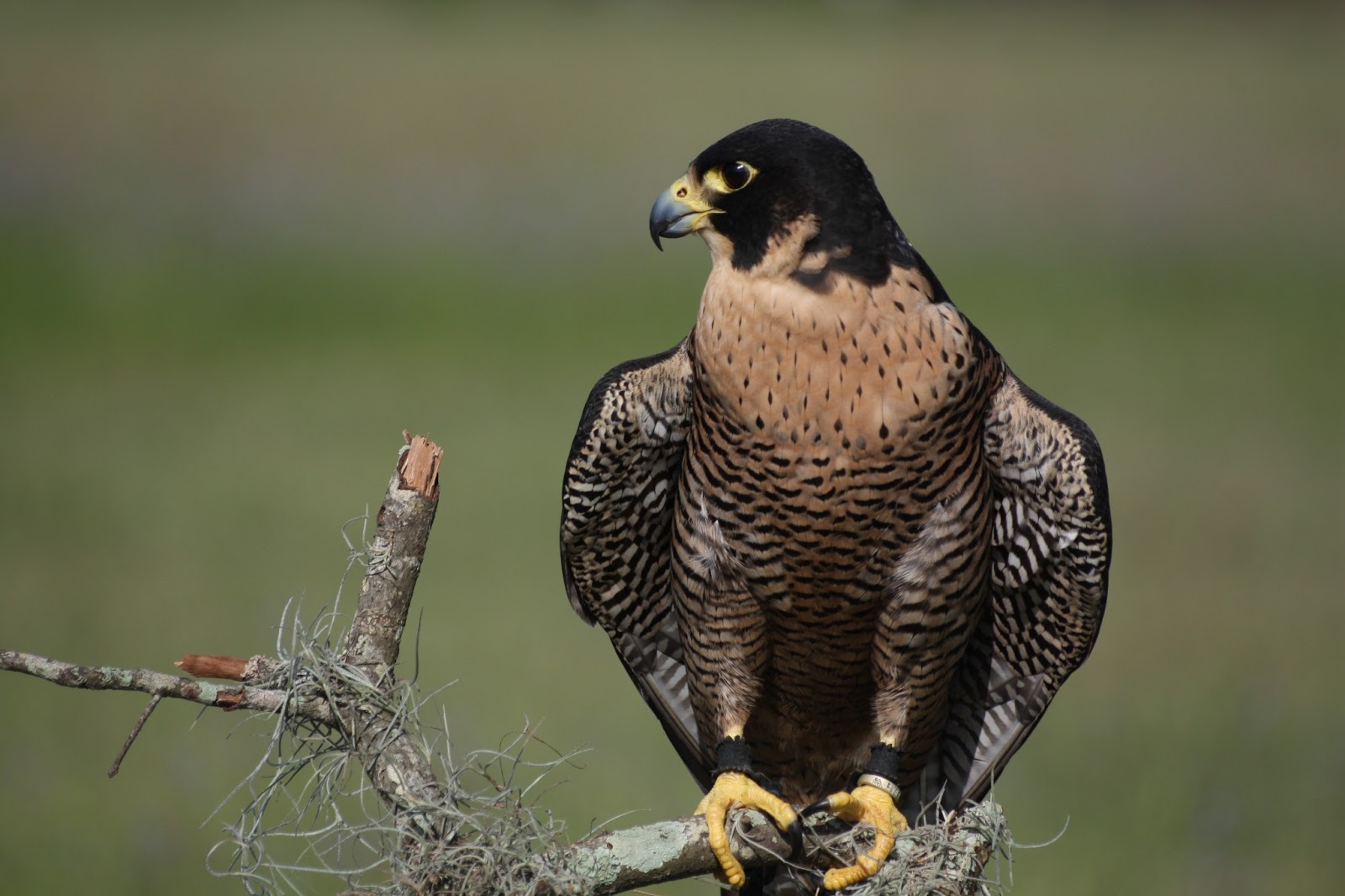 All About Animal Wildlife Peregrine Falcon Wallpaper