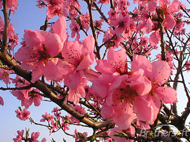 Blooming Spring Screensaver