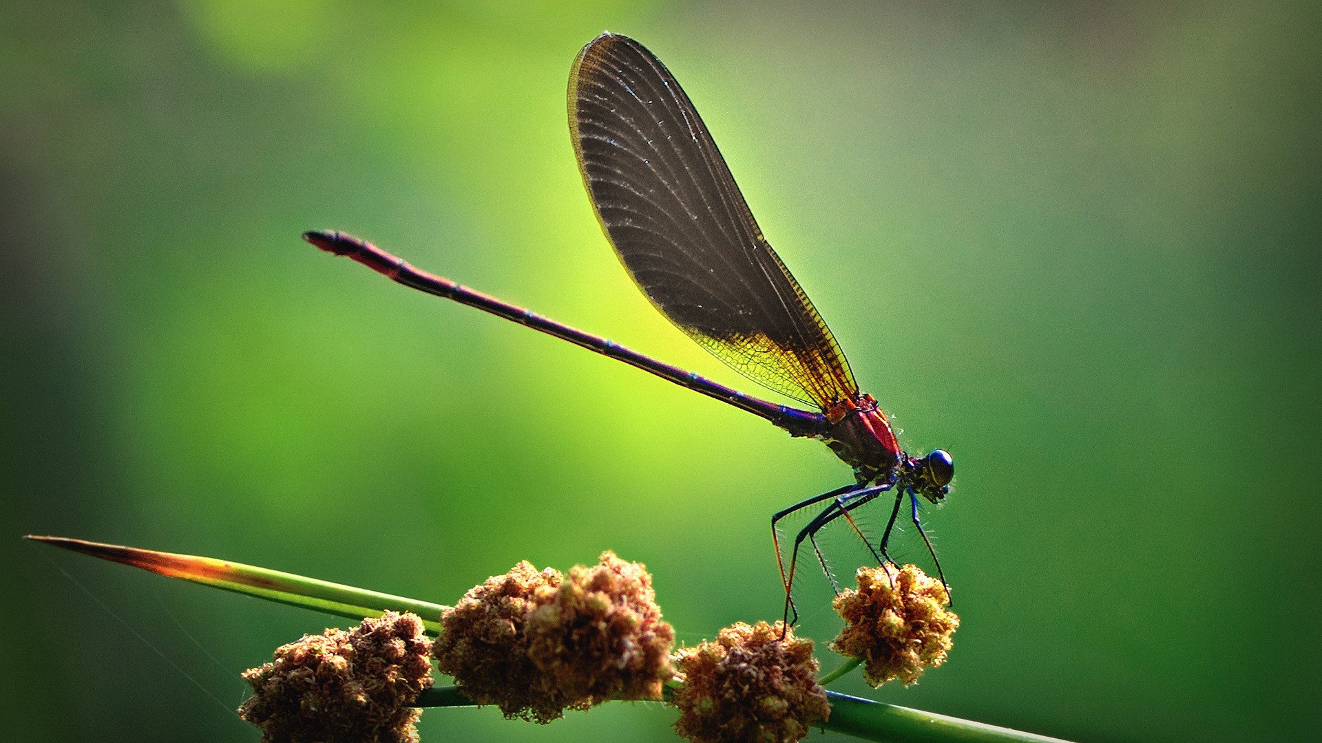 Dragonflies Insect Wallpaper And Image