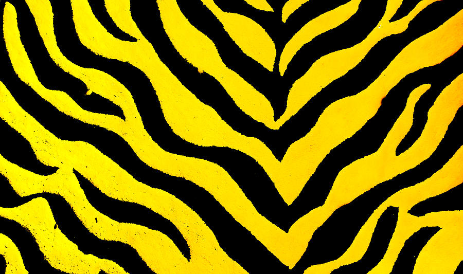 Zebra Background Photograph