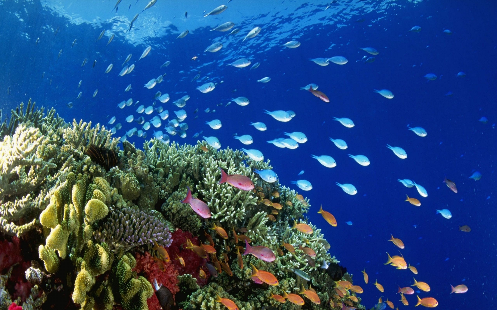 Underwater Coral Reef Wallpaper Art HD