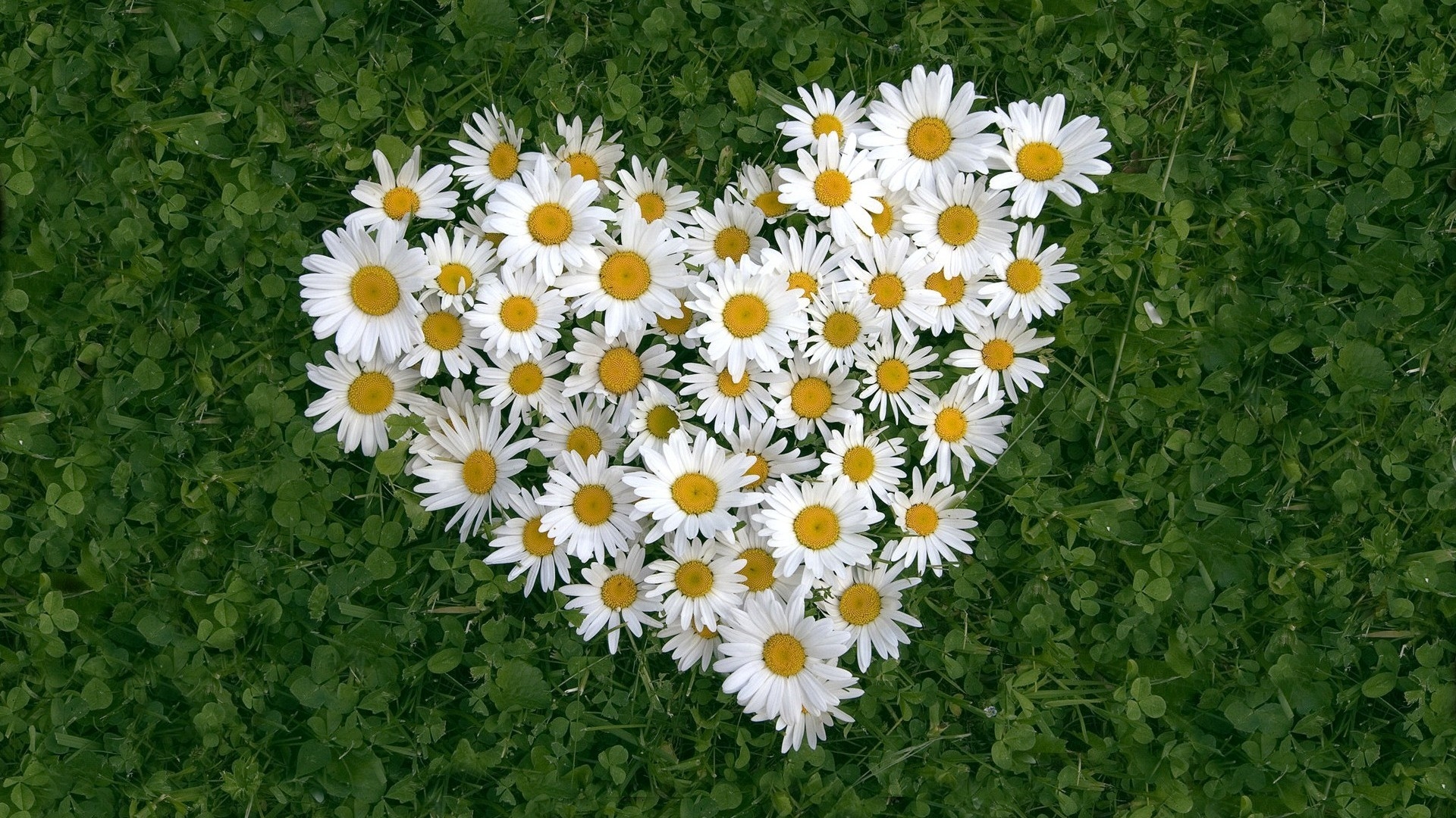 Wallpaper Flower Heart