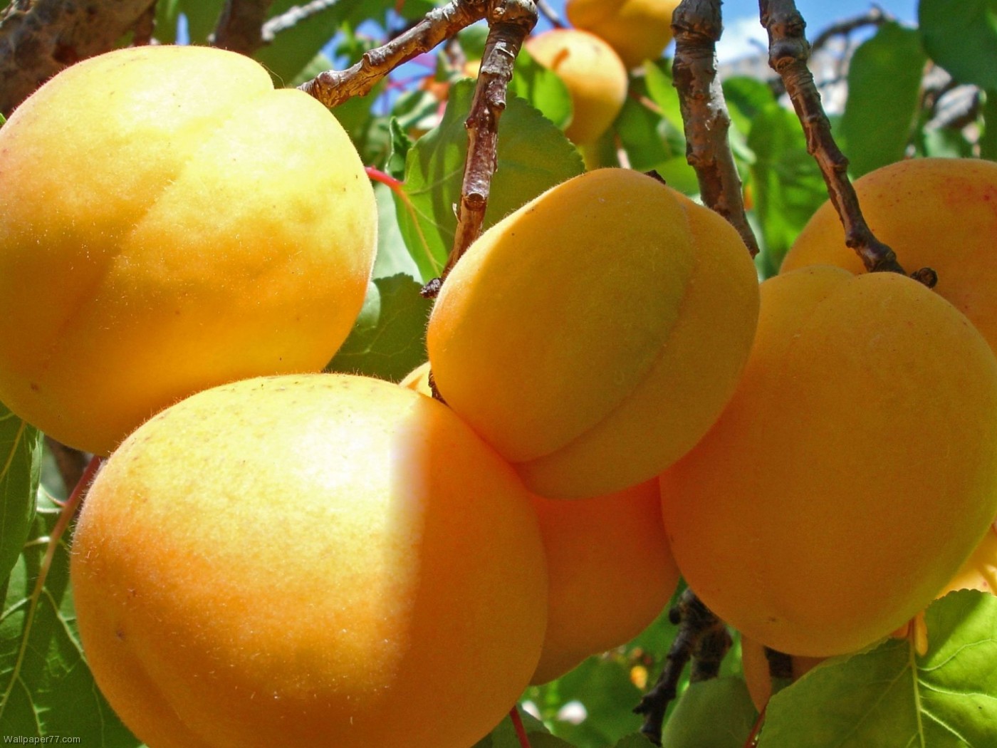 Apricot Fruits Food Wallpaper Fruit Jpg