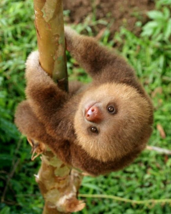 Baby sloth cute animals Pinterest