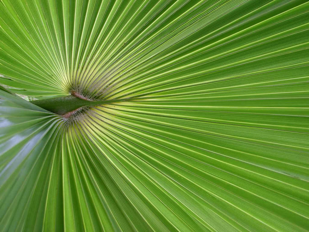 Palm Frond Photo By Seraiwallpaper Photobucket