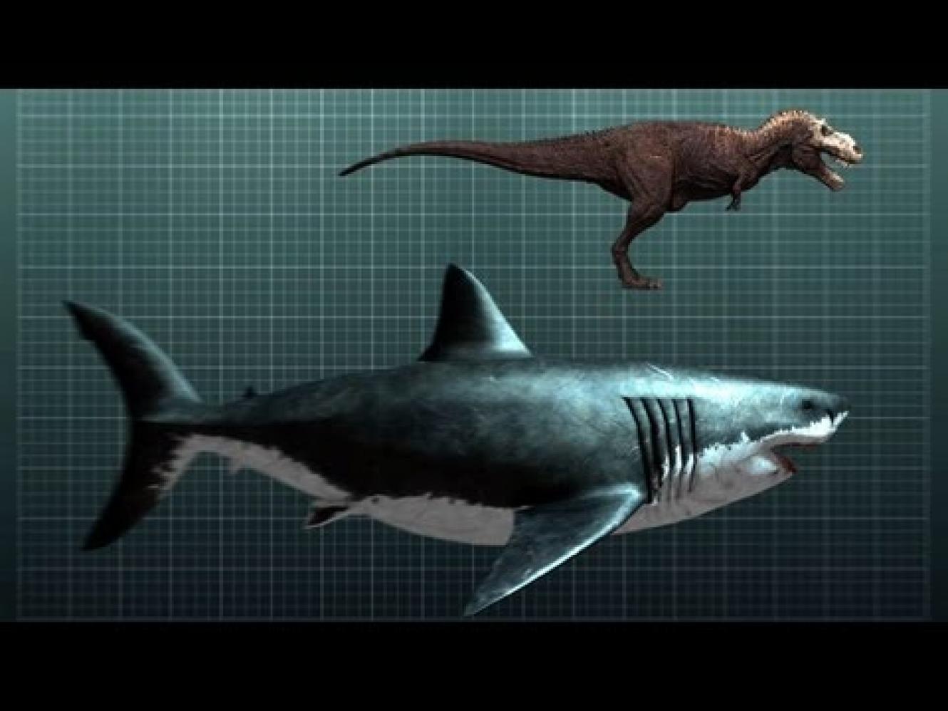 Megalodon Sharkzilla Wallpaper HD Sharks