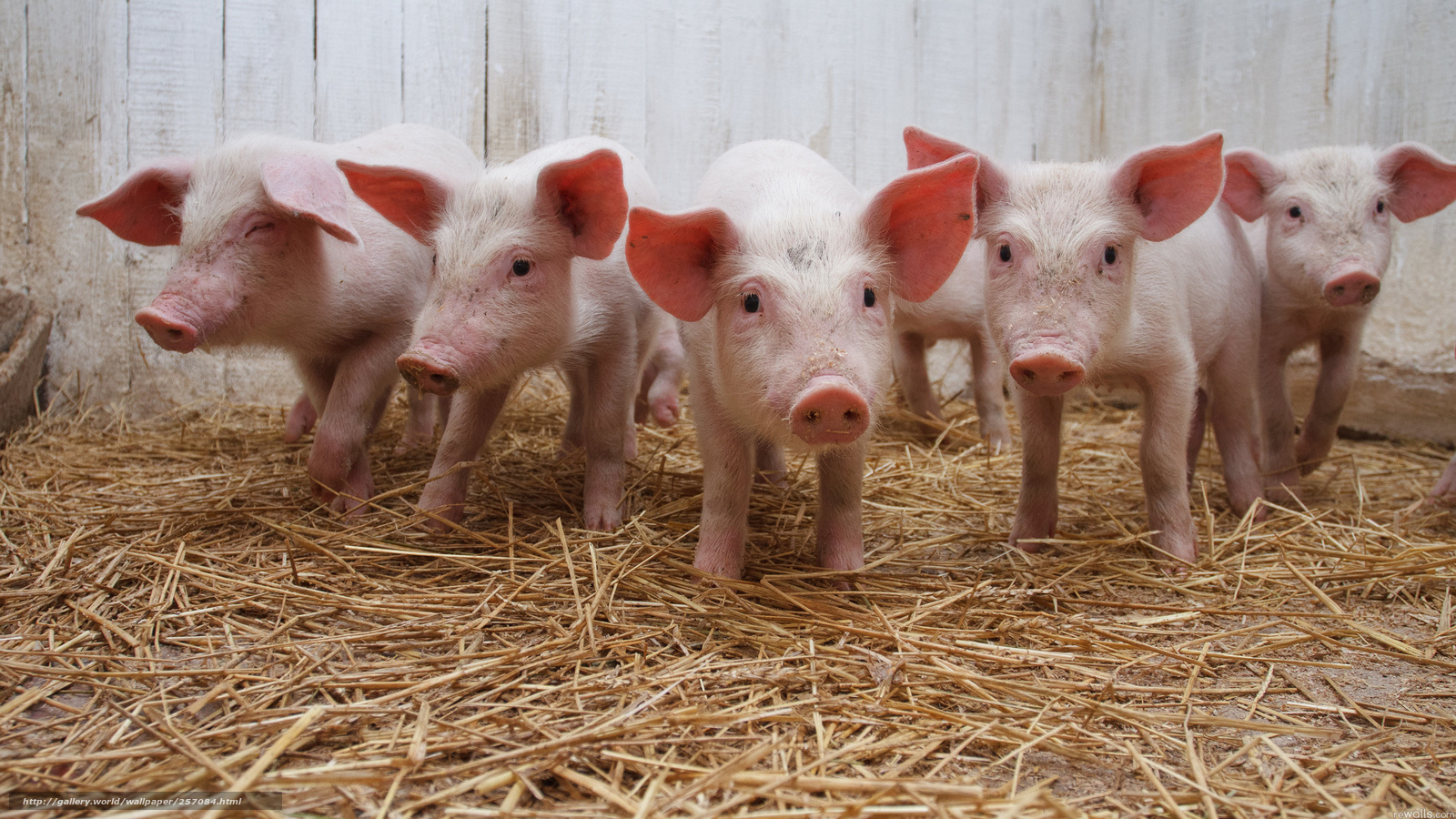 Download wallpaper company pig stable free desktop wallpaper in the