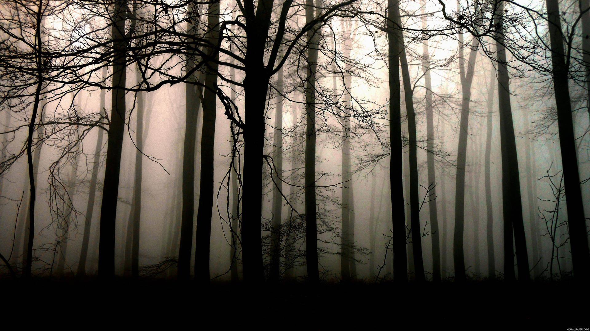 Solitude In Nature Misty Dark Forest Wallpaper