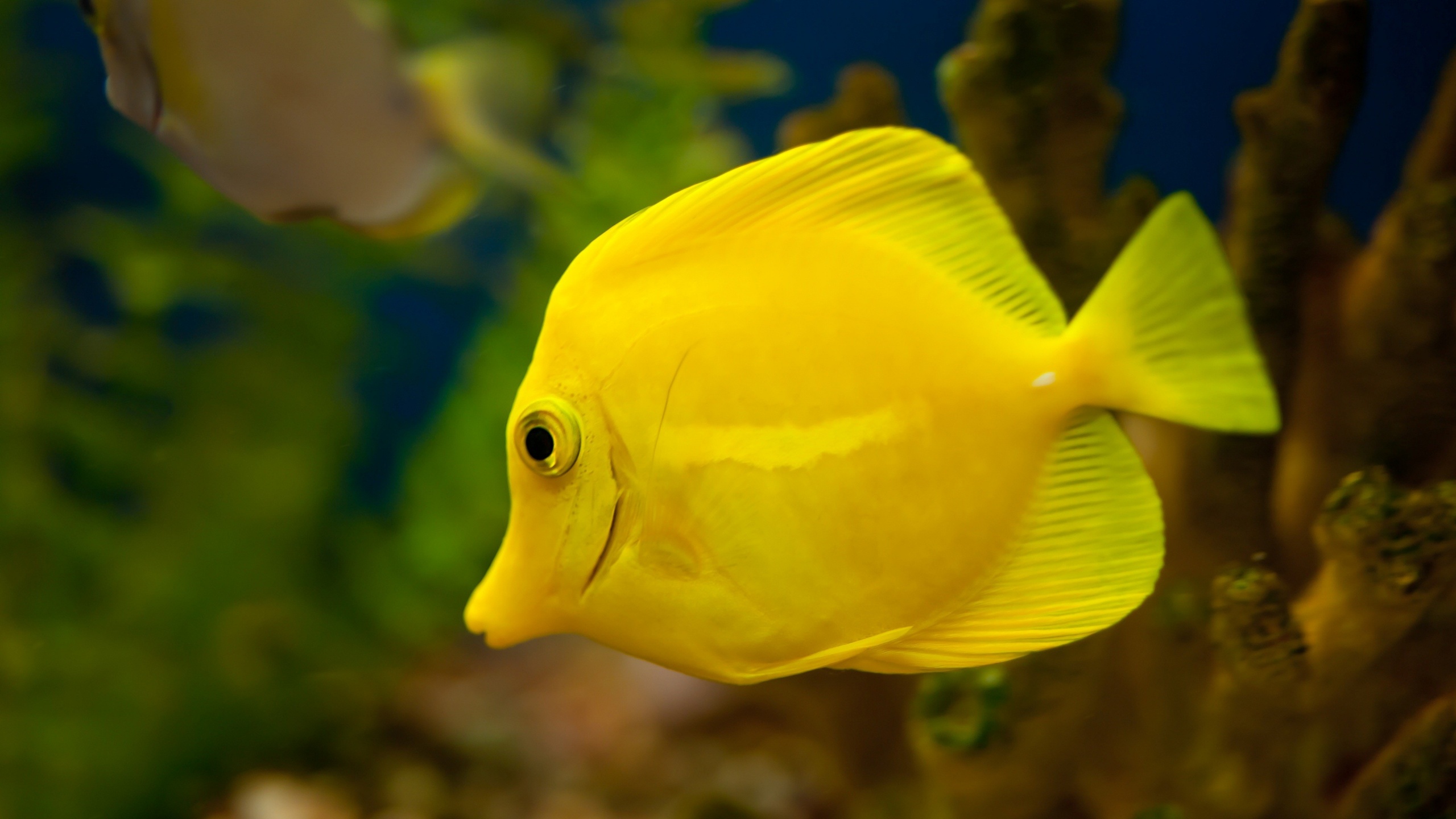 Cute Yellow Fish Image Size Beautiful