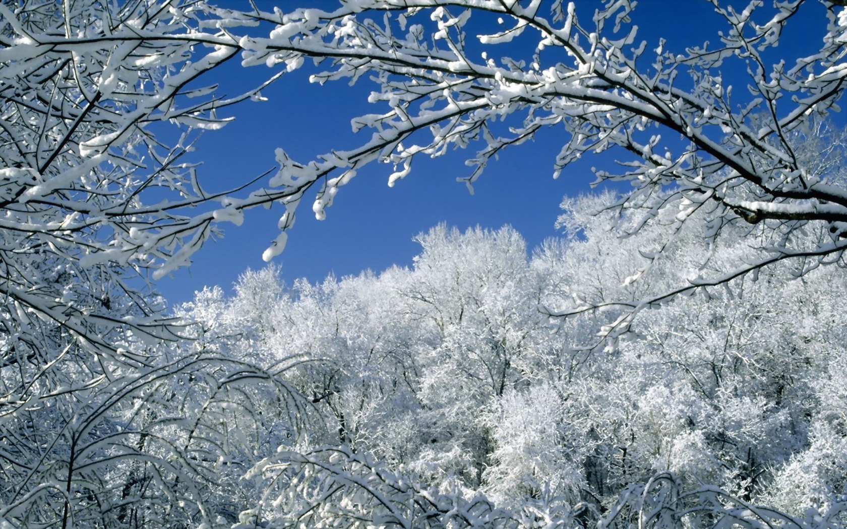 Trees Covered With Snow Wallpaper Winter Nature Wallpapers in jpg