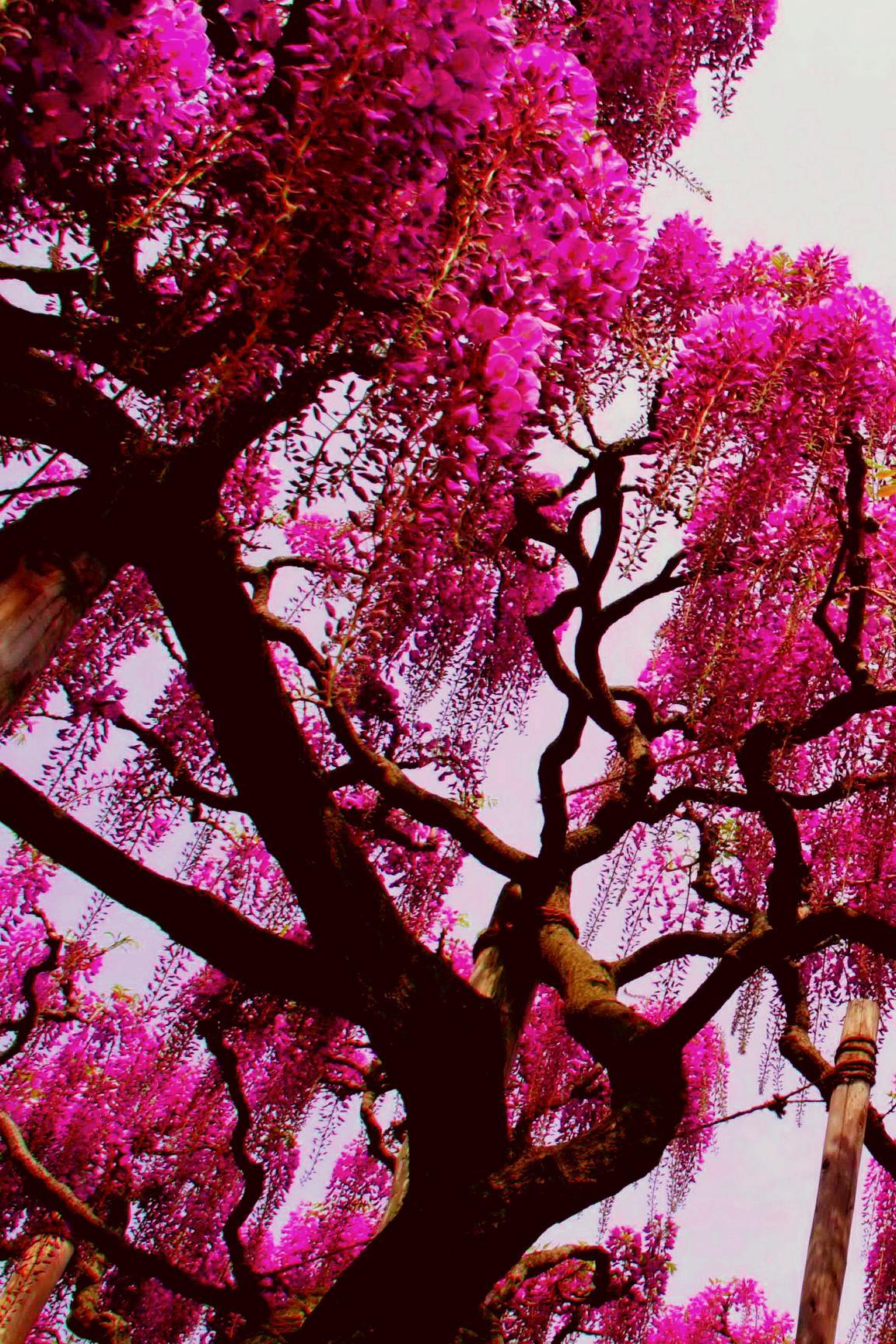 Pink Nature Tree Wallpaper iPhone 3d