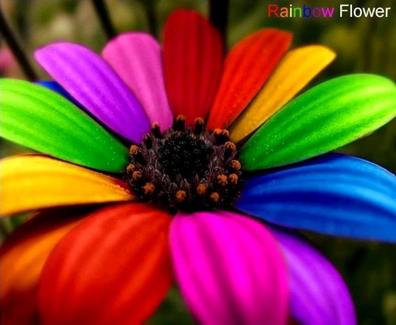 Rainbow Flower Wallpaper - WallpaperSafari