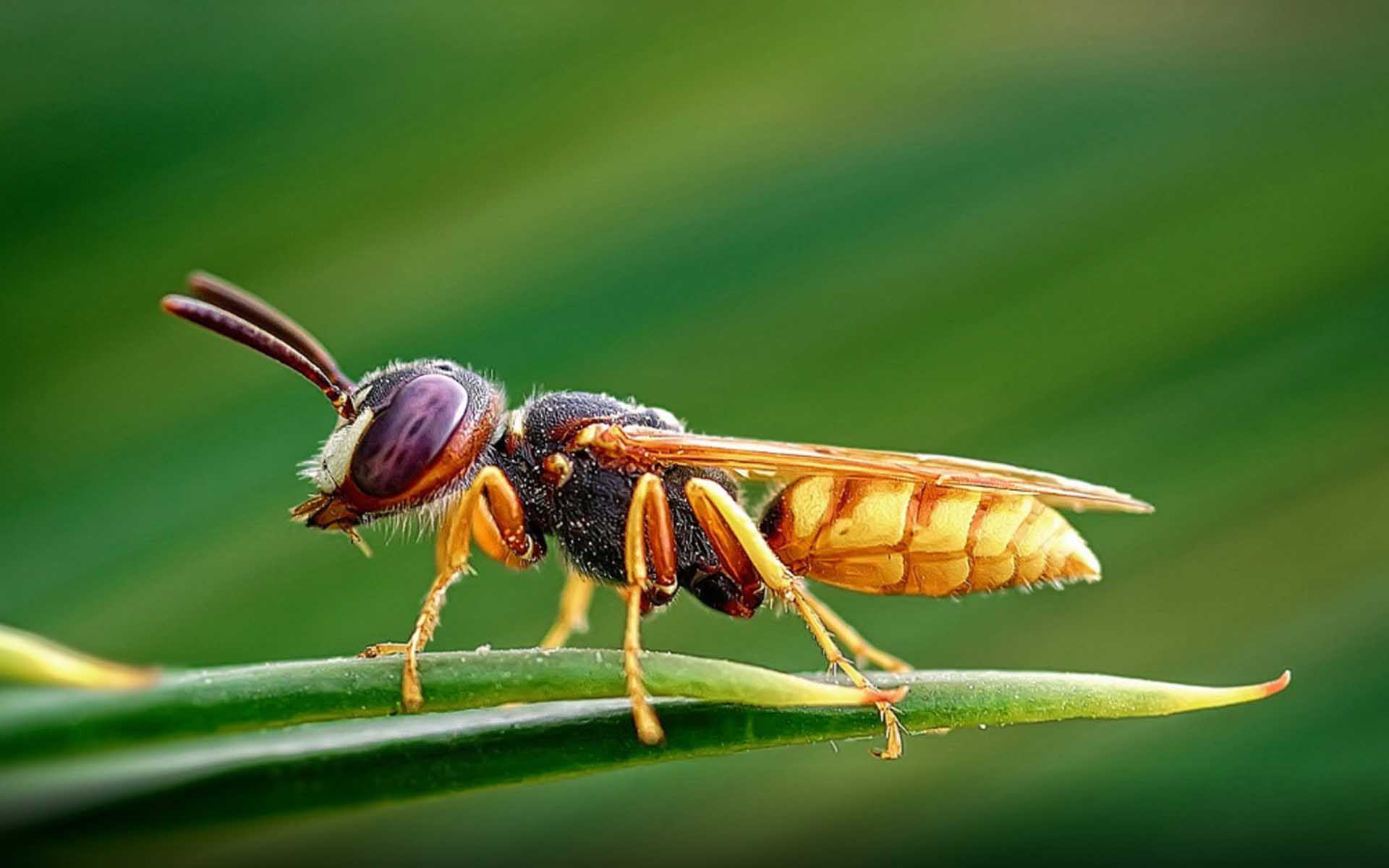 Insects HD Wallpaper